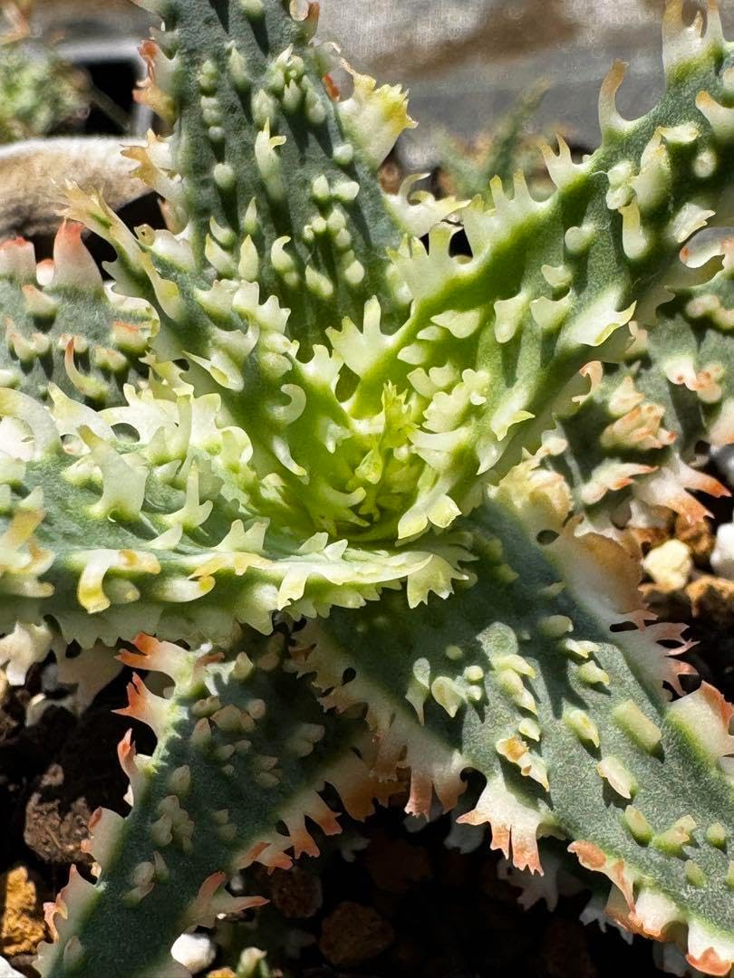 Aloe hybrid アロエ ハイブリッド 子株 第四種 アロエ ハイブリッド