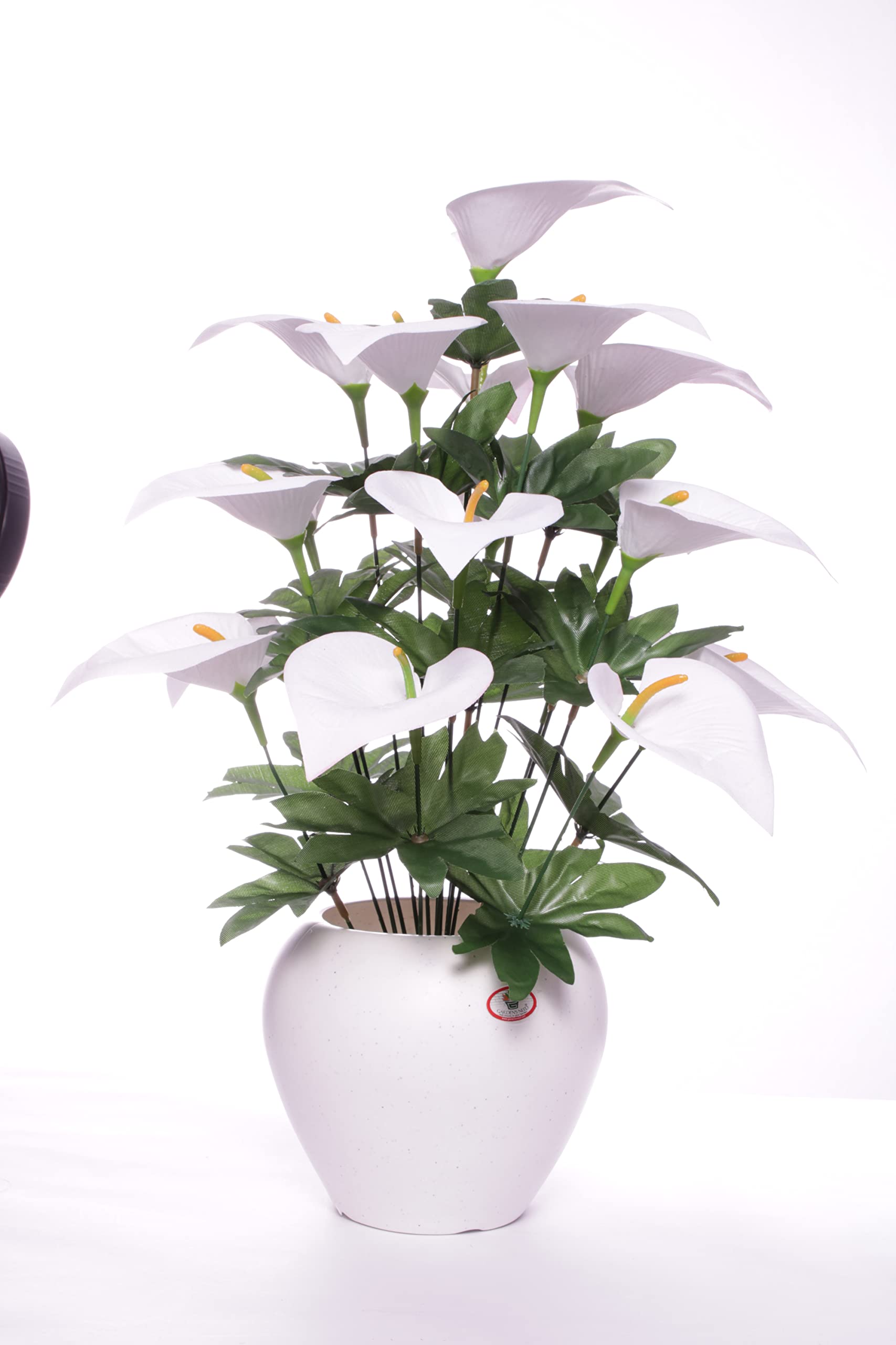 CHAUDHARY FLOWER Multi Colour_Anthurium Bunch with Stylist Plastic Pot (B09R18G5WP) Amazon Price History, Amazon Price Tracker