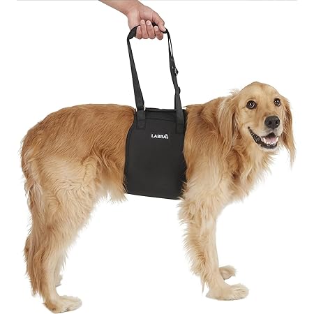 white wire haired dog