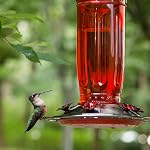 Kingsyard Feeder de colibri en verre pour les oiseaux sauvages extérieurs avec 6 Ports d'alimentation suspendus pour jardinier, rouge (Mouvement d'Antre inclus)