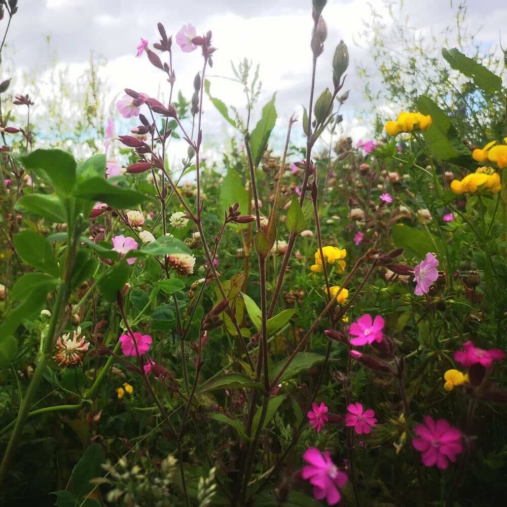 250g Butterfly Bee Attracting Naturalising Wild Flower Seeds Meadow Premium Seeds Mix A1B UK Native