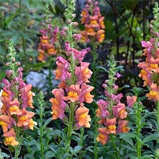 Rare Flower Seeds Antirrhinum majus 1000+ Rocket Bronze Snapdragon Flower Seeds