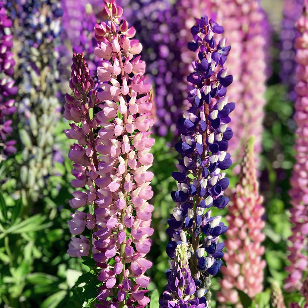 Lupin Pixie Delight Seeds β an Easy to Grow, Compact Annual β Hardy Annual β for Your Beautiful Garden