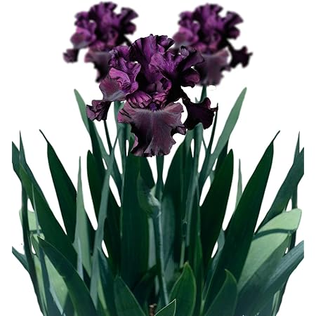 Amazon Com Dwarf Iris Reticulata Flower Bulbs Fragrant Blue Or Yellow Blue 10 Bulbs Patio Lawn Garden