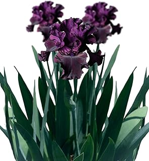 Sponsored Ad - Purple Re-Blooming Bearded Iris Califlora 'Purple Rebounder' | Professionally Grown Rare Rhizome for Planti...