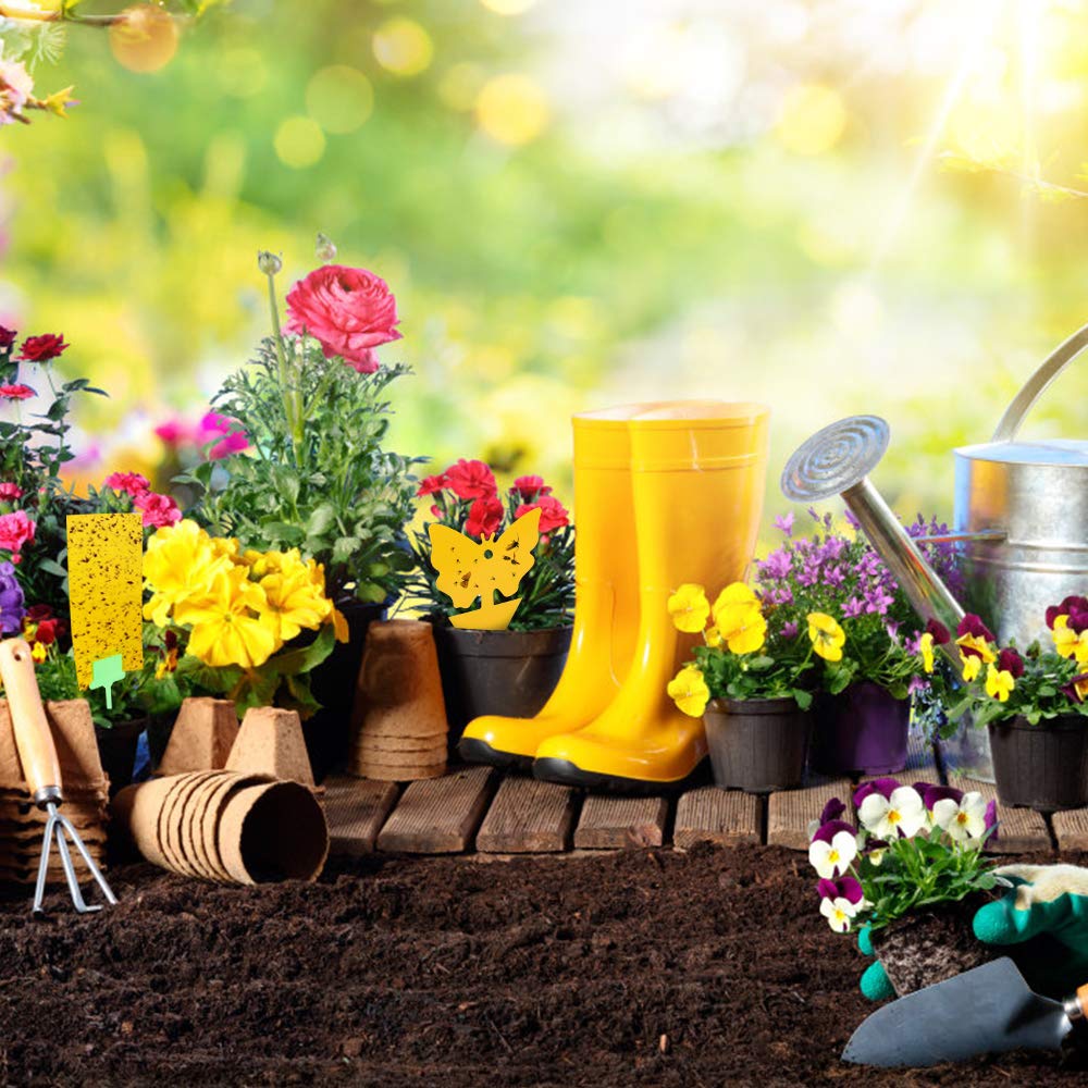 Rajvia Fruit Fly Traps Yellow Fly Paper Sticky Traps, Fungus Gnat