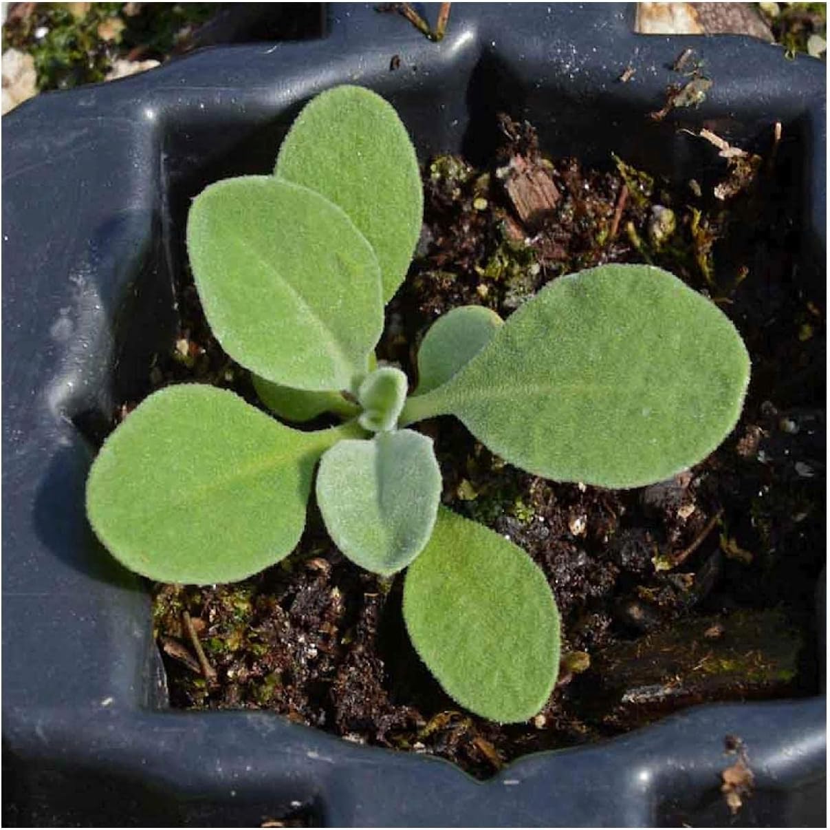 Everwilde Farms - 1/4 Lb Basket of Gold Wildflower Seeds - Gold Vault