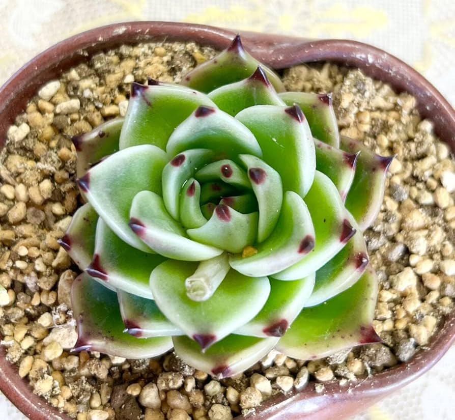 多肉植物 ブルードラゴン Amazon.co.jp: 特選美苗多肉植物ブルードラゴン : おもちゃ