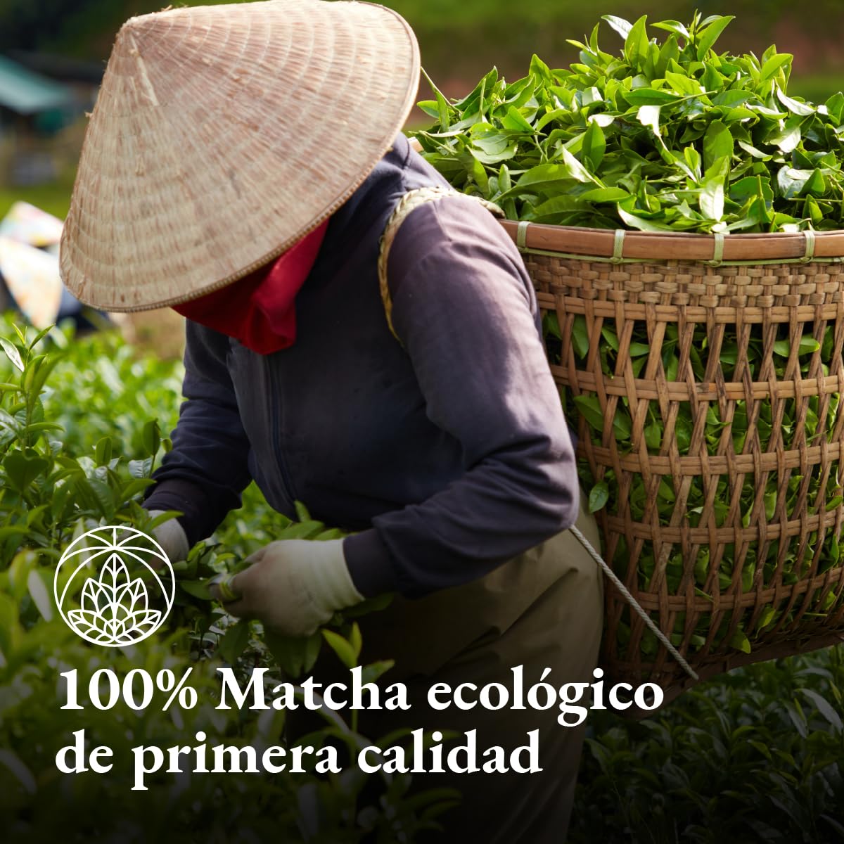 Organic Matcha Tea Powder from Japan Monte Nativo (100g) - Organic Macha Tea - Herbal Infusions - Green Tea - Carefully Cut and Dried - 100% Pure and Natural