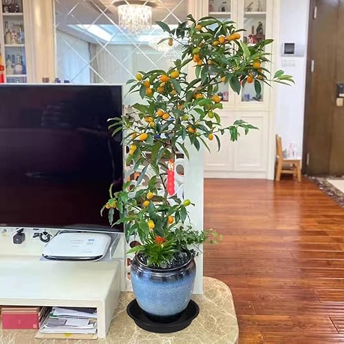 Miniatura 170 de Paquete de 6 platos para plantas, bandeja goteo agua, 4, 5, 6, 7, 8, 9, 10, 11, 12, 13, 15, 17, 19 pulgadas, resistentes, interior, exterior, base