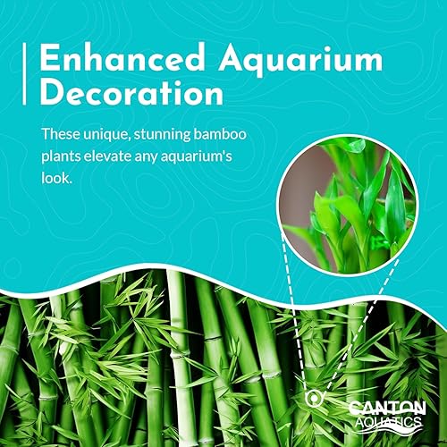 Miniatura 5 de Lucky Bamboo Plant Dracaena Sanderiana - Plantas populares de interior - Posicionamiento de fondo - Planta acuática natural y orgánica - Fácil de