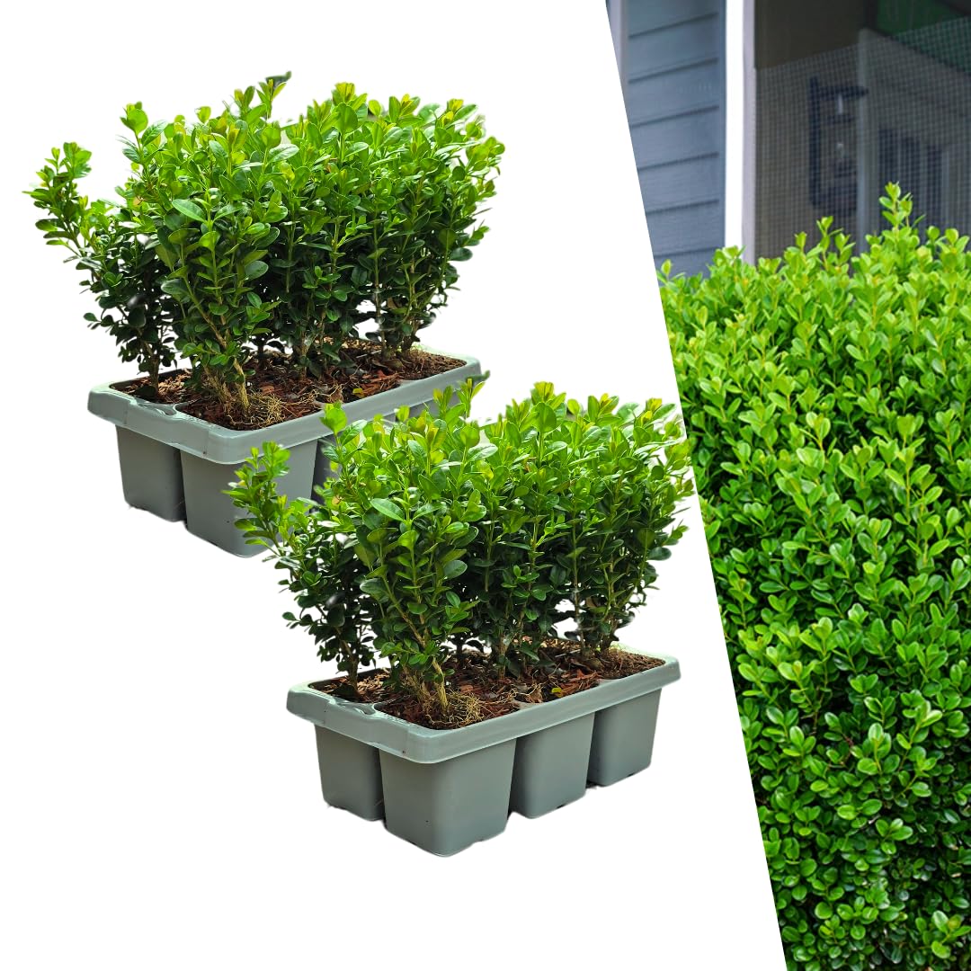Piante di Bosso Sempreverde, per Siepi e Giardino, Verde, Set da 12