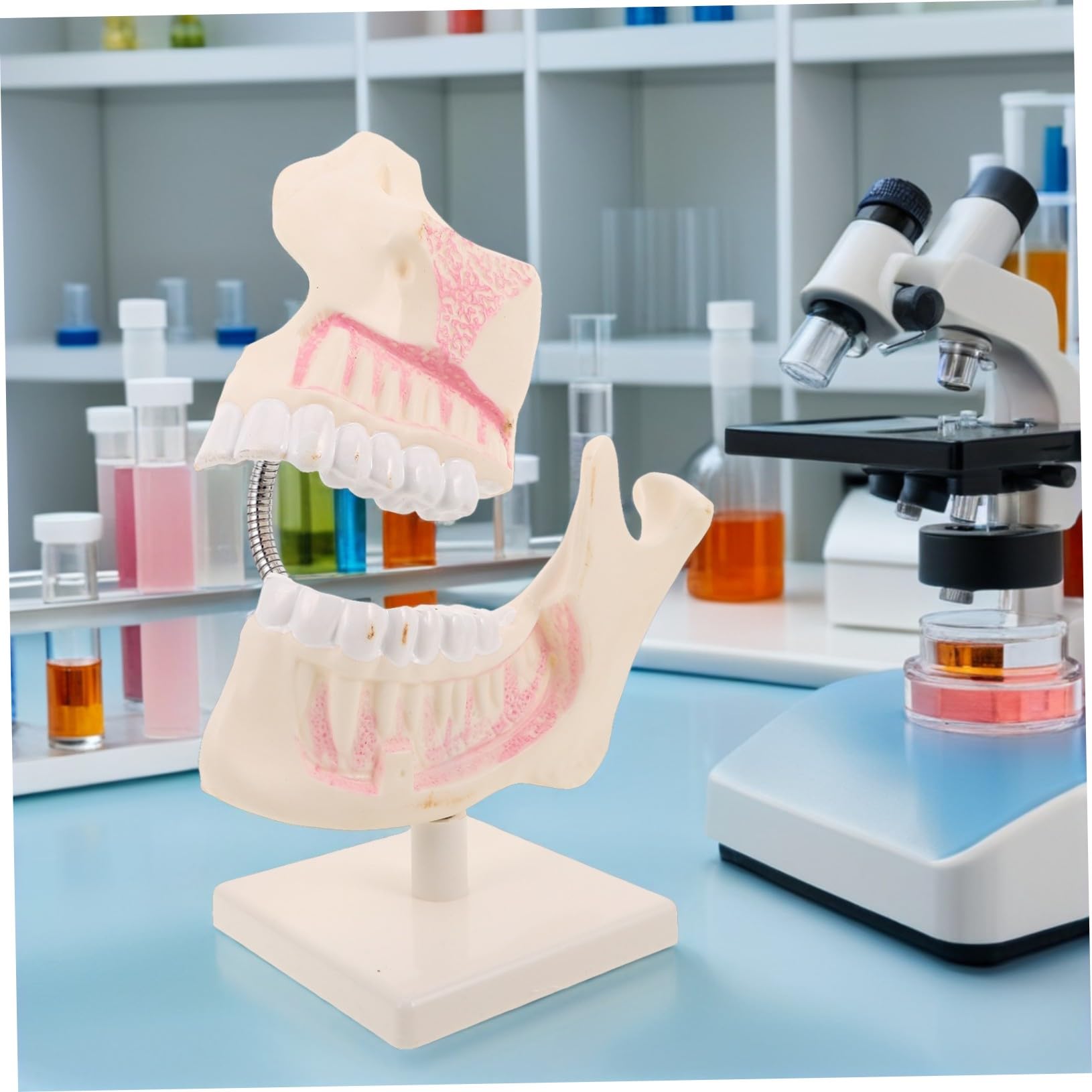 Modello in Plastica per Pratica Odontoiatrica Rappresentazione Anatomica Accurata Modello di Studio per Studenti e Tecnici Strumento Didattico per Esami e Insegnamento