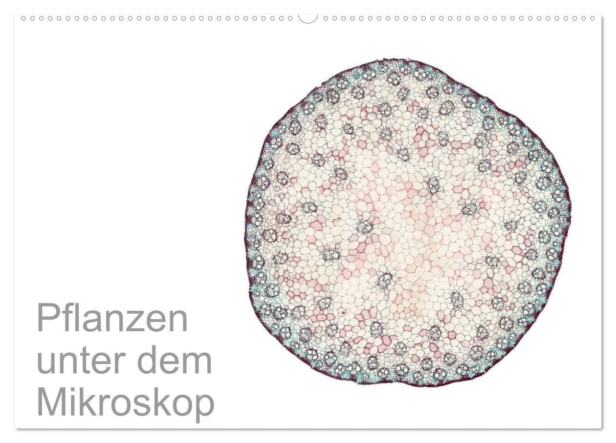 Pflanzen unter dem Mikroskop (Wandkalender 2026 DIN A2 quer), CALVENDO Monatskalender: Eindrucksvolle biologische Aufnahmen - das perfekte Geschenk für einen Gärtner, Floristen, Stundent und Lehrer