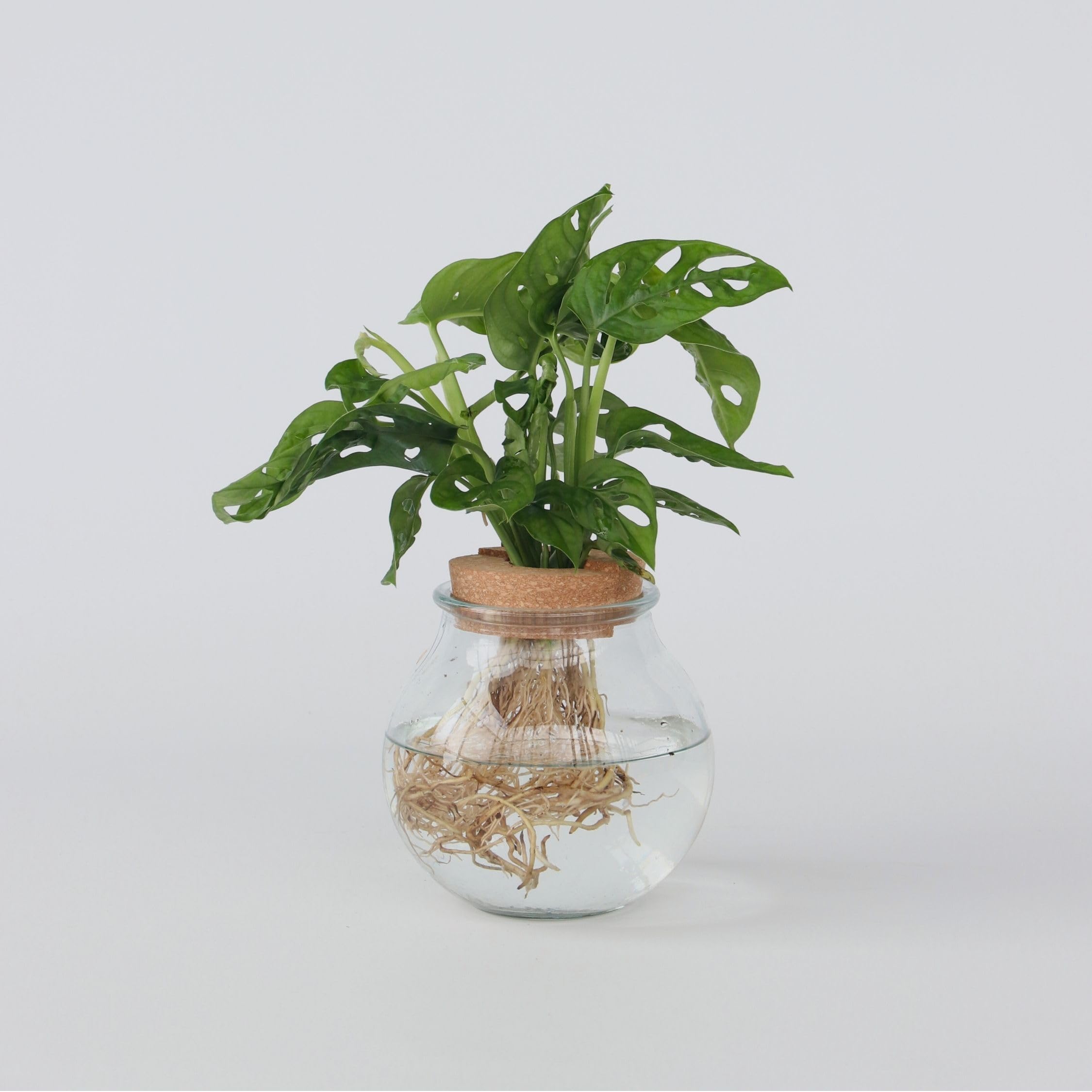 thai collection monstera Monstera 'Thai Constellation' main image 1