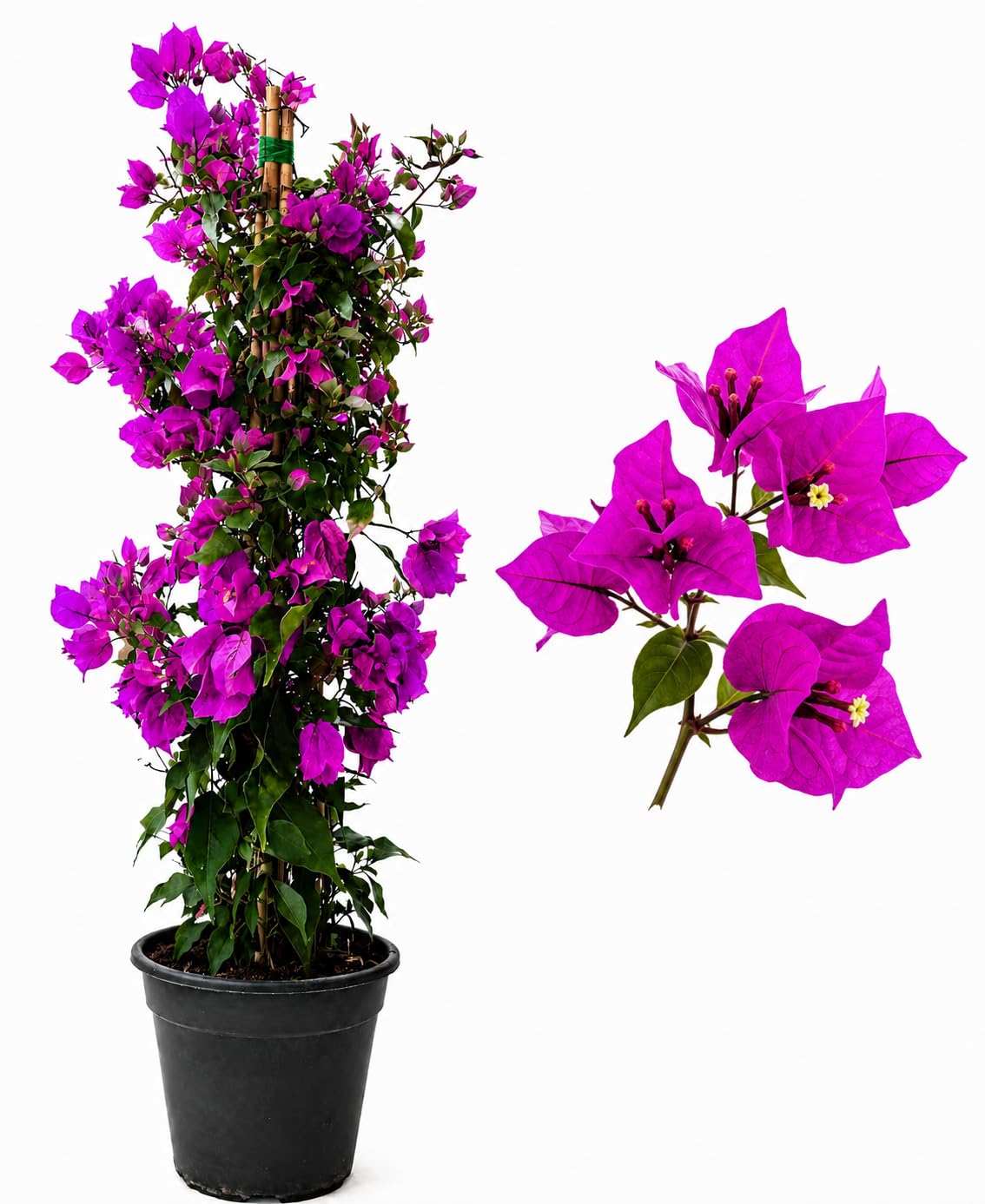 POWERS TO FLOWERS - BOUGAINVILLEA FUCSIA A PIRAMIDE, ALTEZZA 80CM, pianta vera