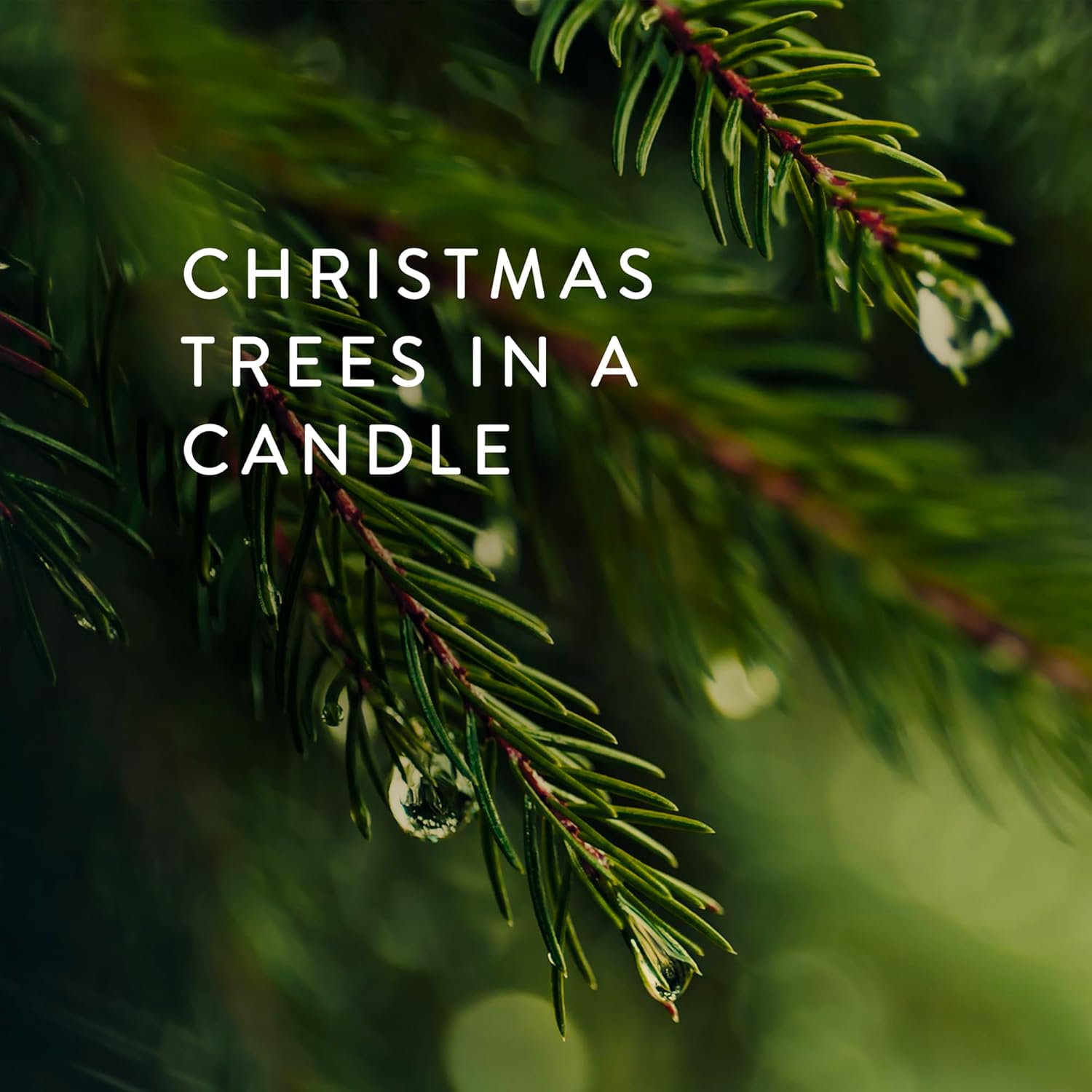 Thymes Frasier Fir Candles - Statement Collection - Silver with Pine Needle Design - Scented Candles for Home Decor - Notes of Siberian Fir Needles, Cedarwood & Sandalwood - Petite (5 oz) - Image 2