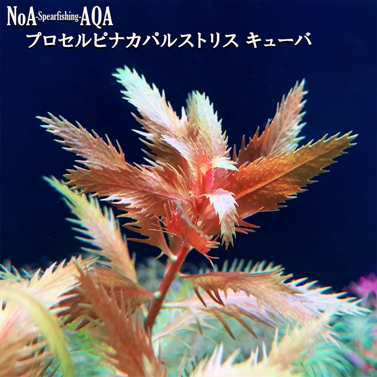 Amazon.co.jp: 水草 水中葉 無農薬 プロセルピナカ パルストリス 