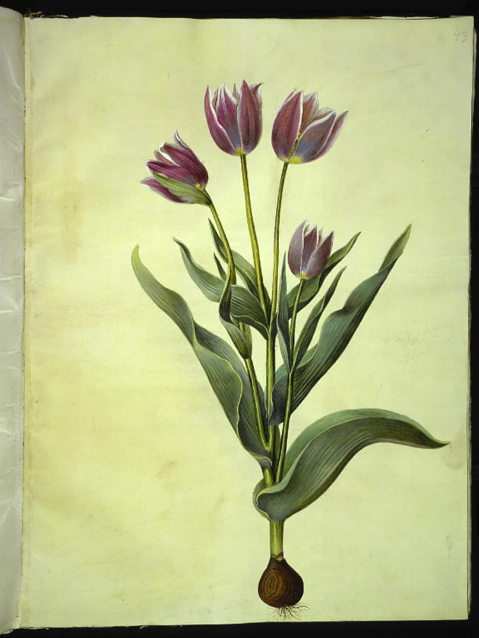 ARTXLXXBN Famous Print Painting Colorful Art Print Tulipa Gesneriana by Hans Simon Holtzbecker Canvas Art Decorations for Home Decor 60x90cm