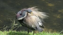 Review Image by Bob C Bob C