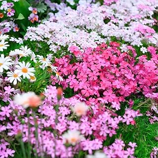 Phlox Paniculata Seeds: 1000 PCS Premium Mix – Drought-Resistant, Fragrant Blooms, Effortless Growth for Sunny/Shady Outdoor Spaces