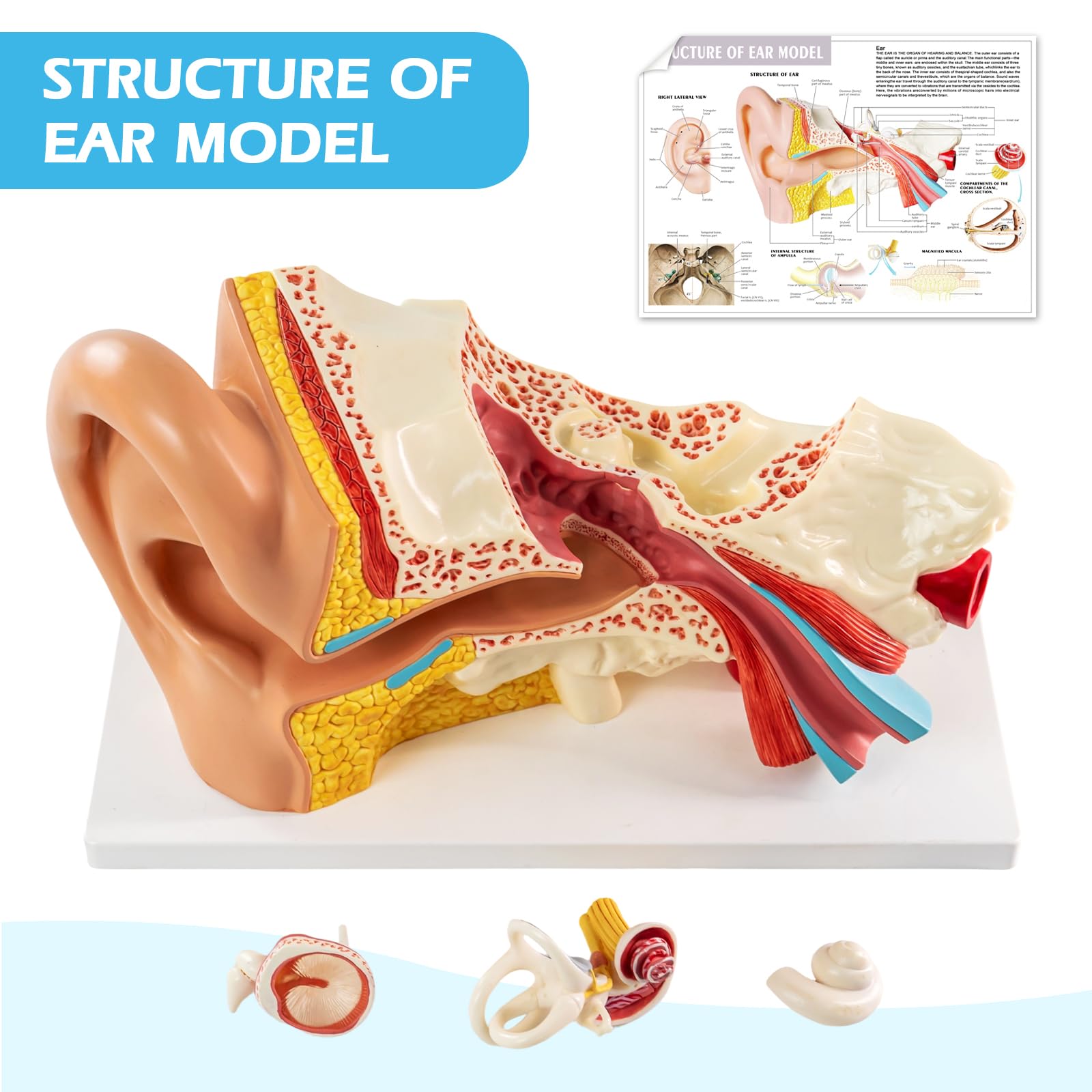 Modelo de anatomía del oído humano ampliado 3 veces – 3 partes desmontables con base y manual detallado, ideal para educación médica, estudio de biología, demostración en el aula