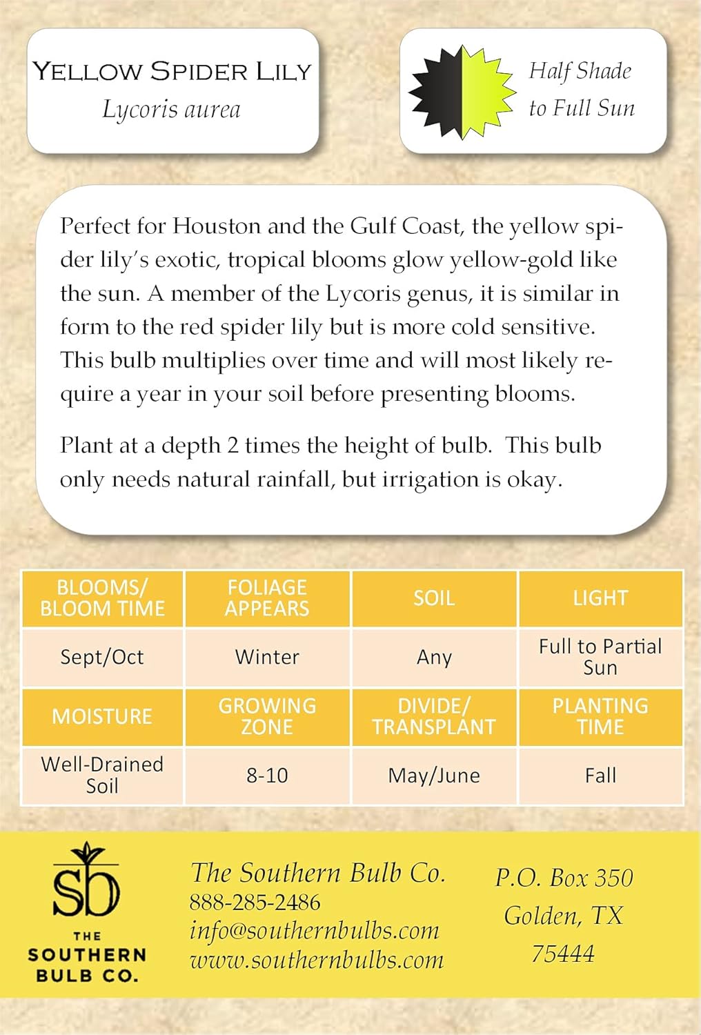 Heirloom Yellow Spider Lilies (Lycoris Aurea) Bulbs, Fall Blooming Perennial, Perfect for Southern Climates, Pack of 5 Bulbs by The Southern Bulb Company