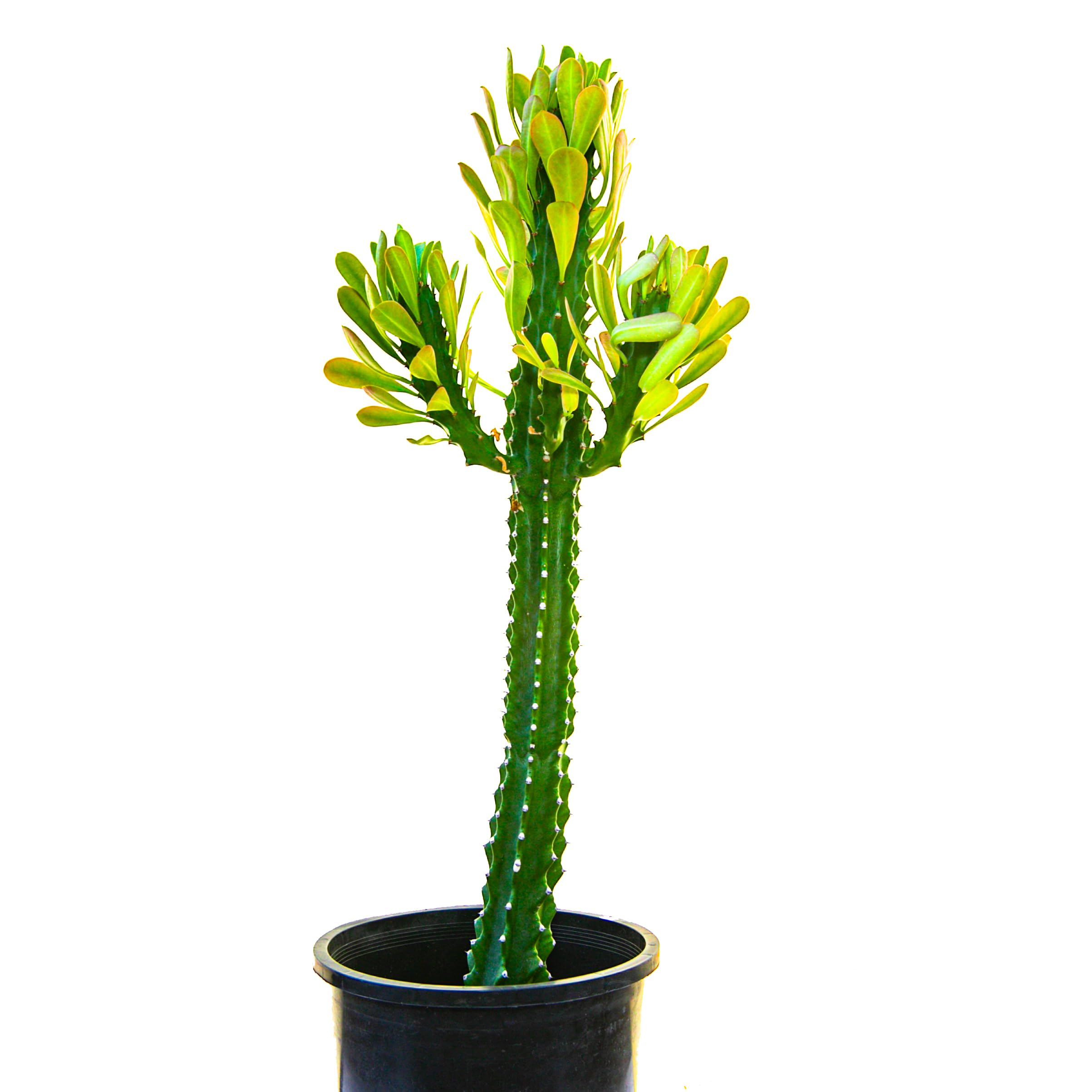 Amazon.com : Cactus Outlet - Cactus Plants Live, Euphorbia