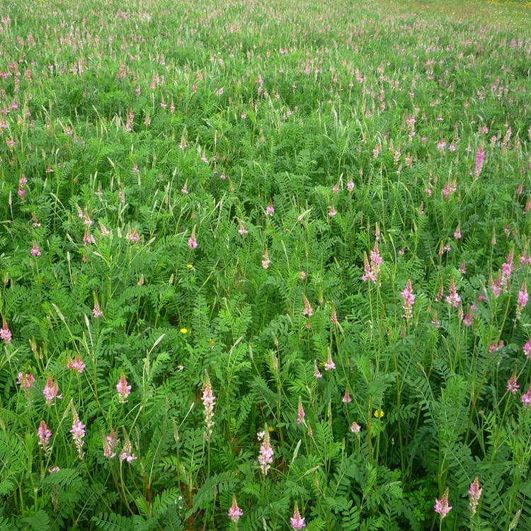 Outsidepride Sainfoin