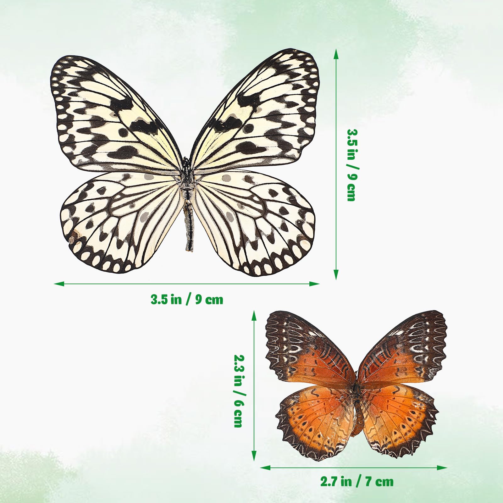 Set 6 Farfalle Naturali Specimen Decorativi per Casa, Accessori Scientifici e Oggetti Decorativi la Parete, Idee Regalo e Educazione Scientifica