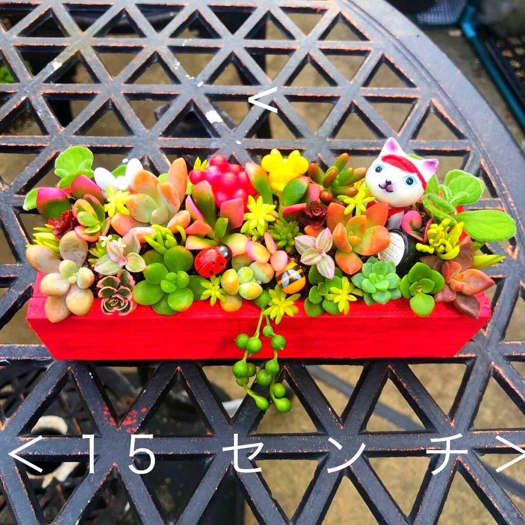 そのまま飾れる多肉植物寄せ植え ミルクパン 管理書付 観葉植物