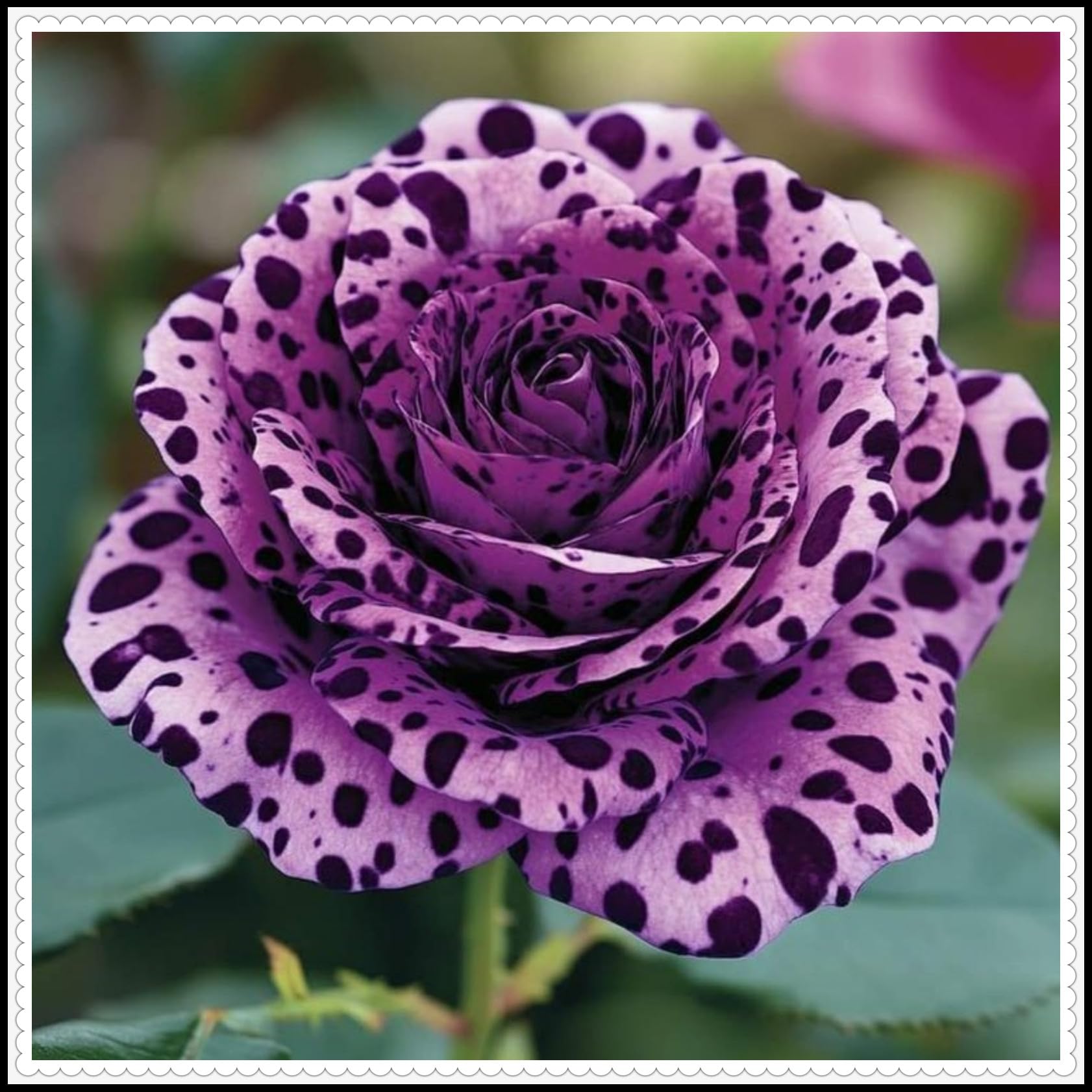 Rose Bulbs/Climbing Plants，Rose Rhizome, Vigorous Growing Plants/Mixed plantings of Gold Jade carvings Feel Beautiful.（CXXFGFT）-4 rhizomes-H — image 1