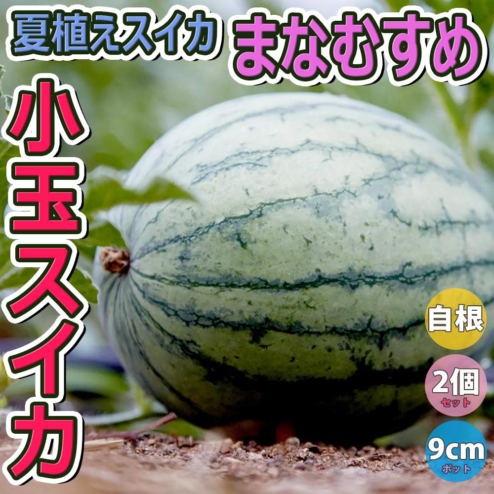 すいか様 Amazon.co.jp: スイカ苗 夏植えスイカ 愛娘(まなむすめ) 自根苗