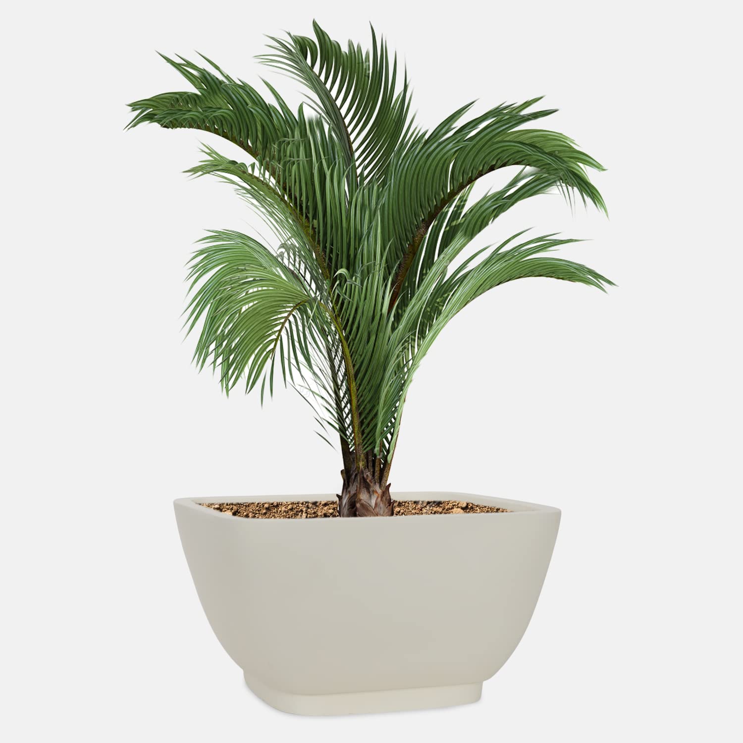 YUCCABE ITALIA Hybrid Polymers Bonsai Tray Planter (14 inches) (B07BF9BVPW) Amazon Price History, Amazon Price Tracker