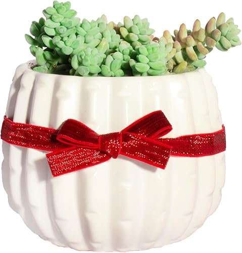 Miniatura 1 de Shop Succulents Colección del día de San Valentín  Suculenta rara cadena de corazones Ceropegia Woodiii suculenta colgante en interiores y