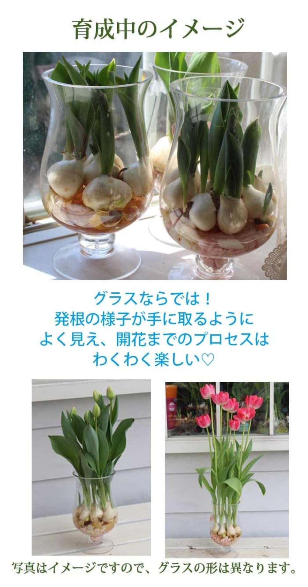 Amazon.co.jp: [World Fantasy Garden] 球根 チューリップ 水耕栽培