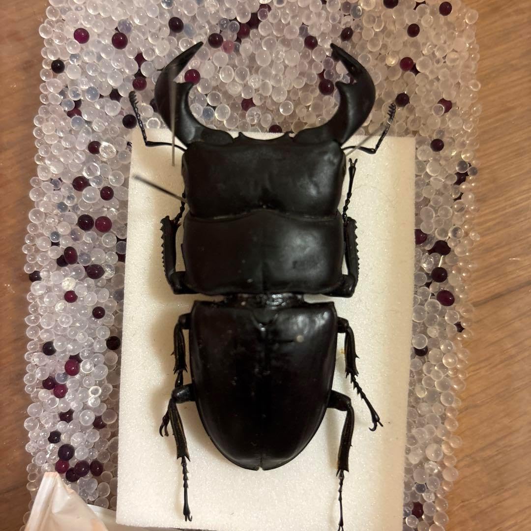 特大標本箱 山中 10/5〜 特大標本箱 山中 10/5〜 Amazon.co.