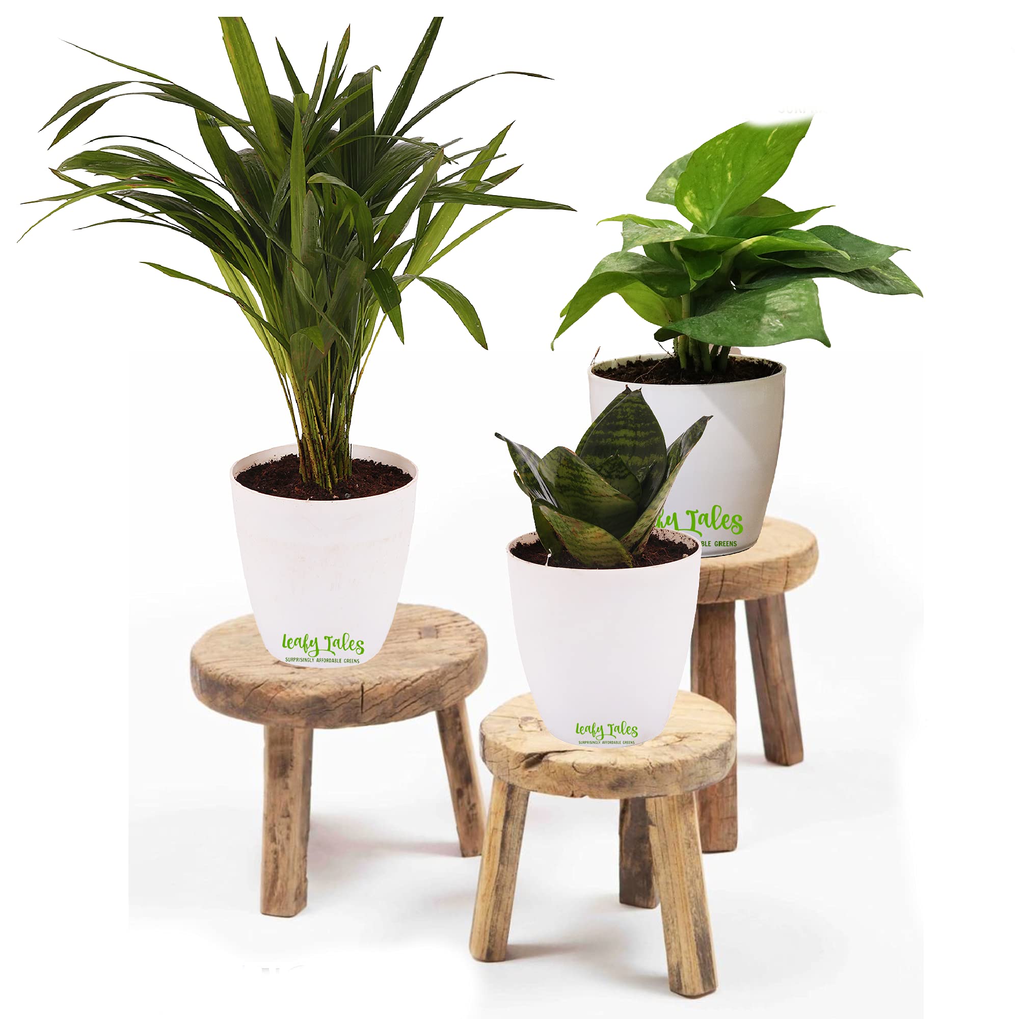 prayer plants Calathea Burle Marxii Prayer Plant