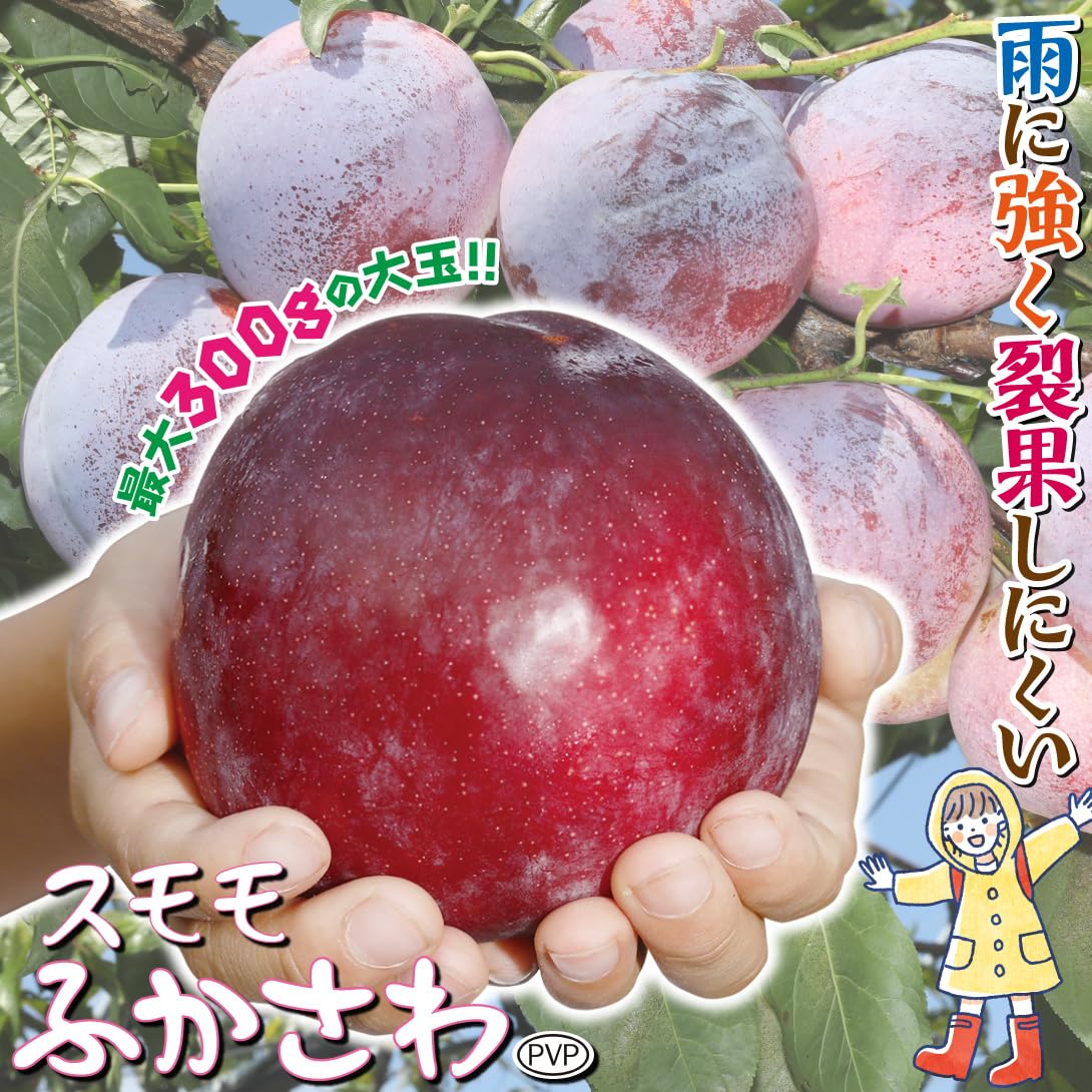 Amazon.co.jp: 果樹苗 スモモ ふかさわPVP 1株/ 国華園 25年秋商品
