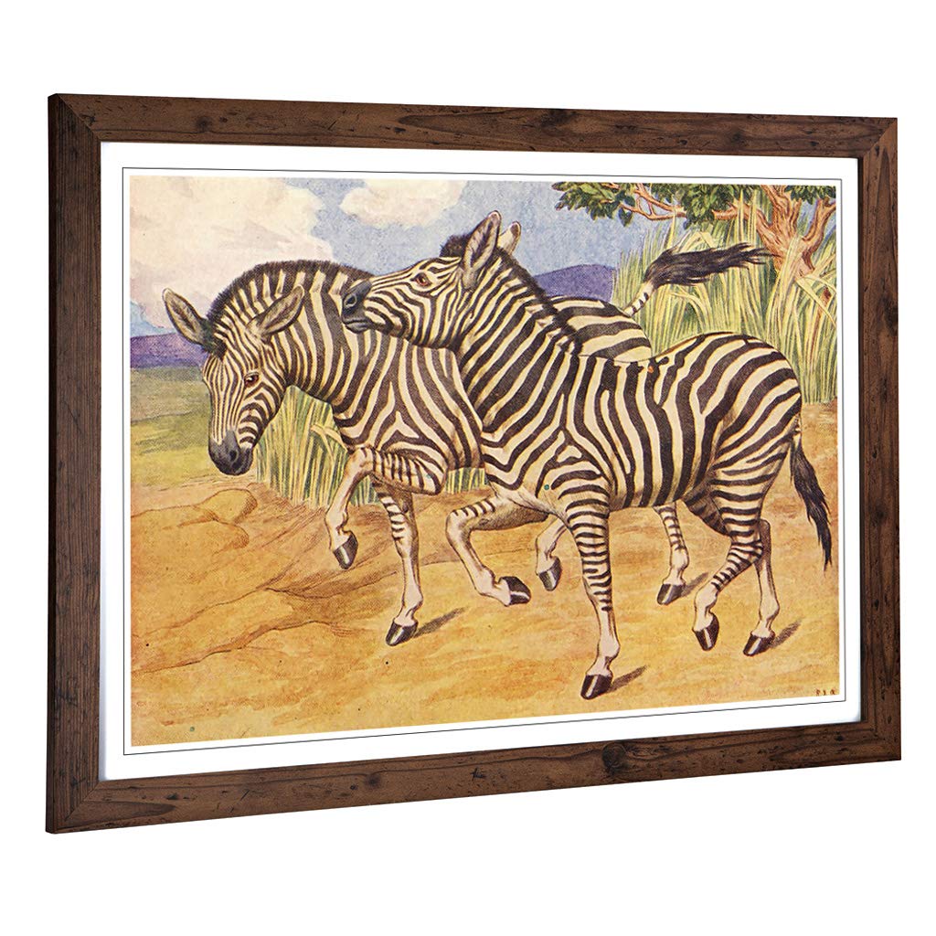 Big Box Art Framed Print of Vintage Percy J Billinghurst Zebras Design | Wall Art Picture | Home Decor for Kitchen, Living Room, Bedroom, Hallway, Walnut, A2 / 24.5x18 Inch / 62x45cm