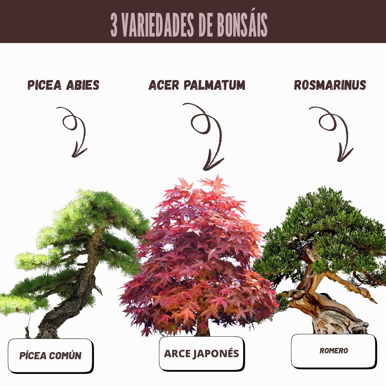 NOPALIA® Kit Bonsái 3 Especies Bio Listo para Crecer con Herramientas Pro (Pinza, Tijeras, Pipeta), Macetas, Tierra y Base Innovadora - Garantía 95% Germinación - Idea de Regalo Zen Navidad Fabricado