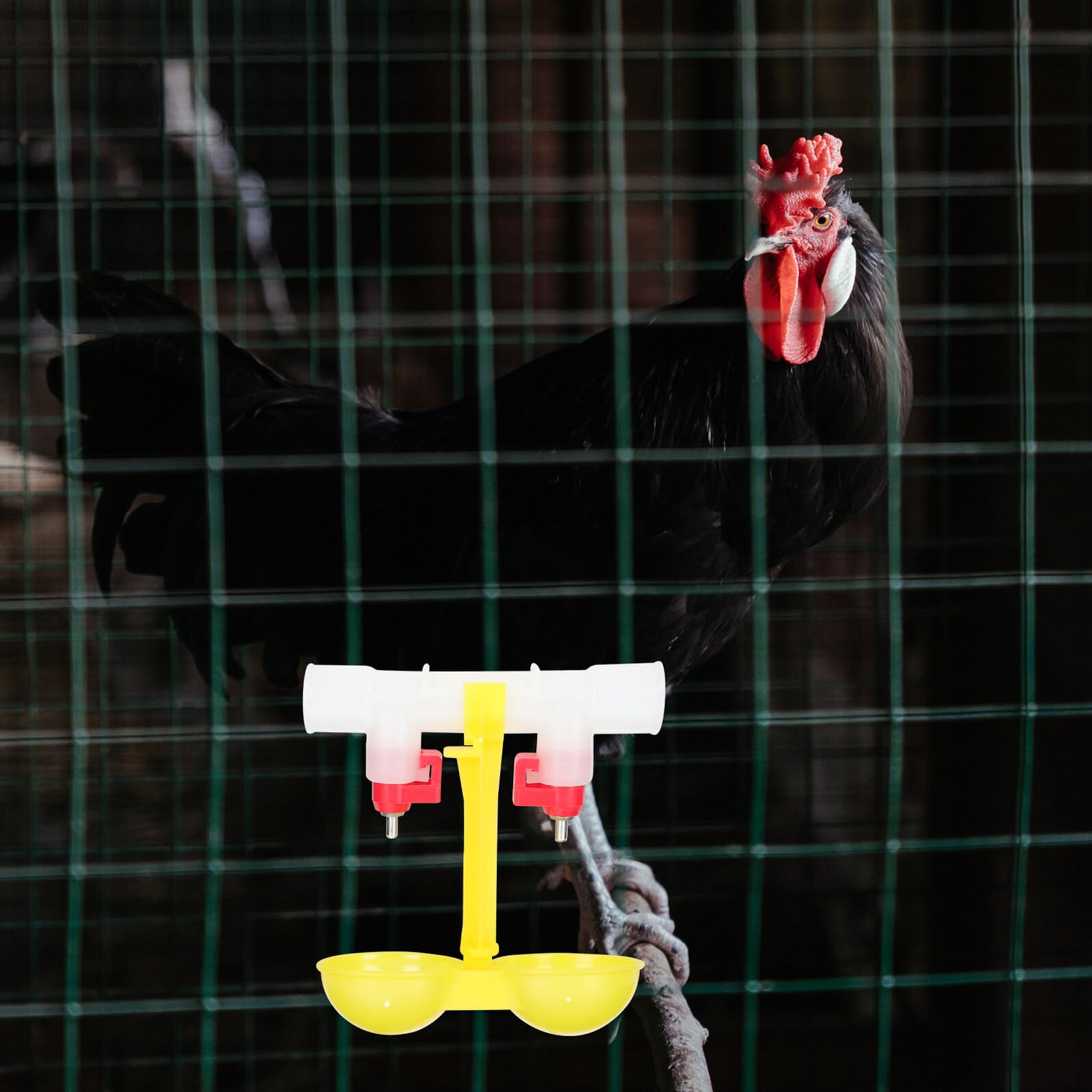 Abbeveratoio Galline Automatico 10 Pezzi, Acciaio Inox e Pp | Capezzolo 360°, Rimovibili, Facile Pulizia, per Quaglie e Polli, Dispenser ad Acqua