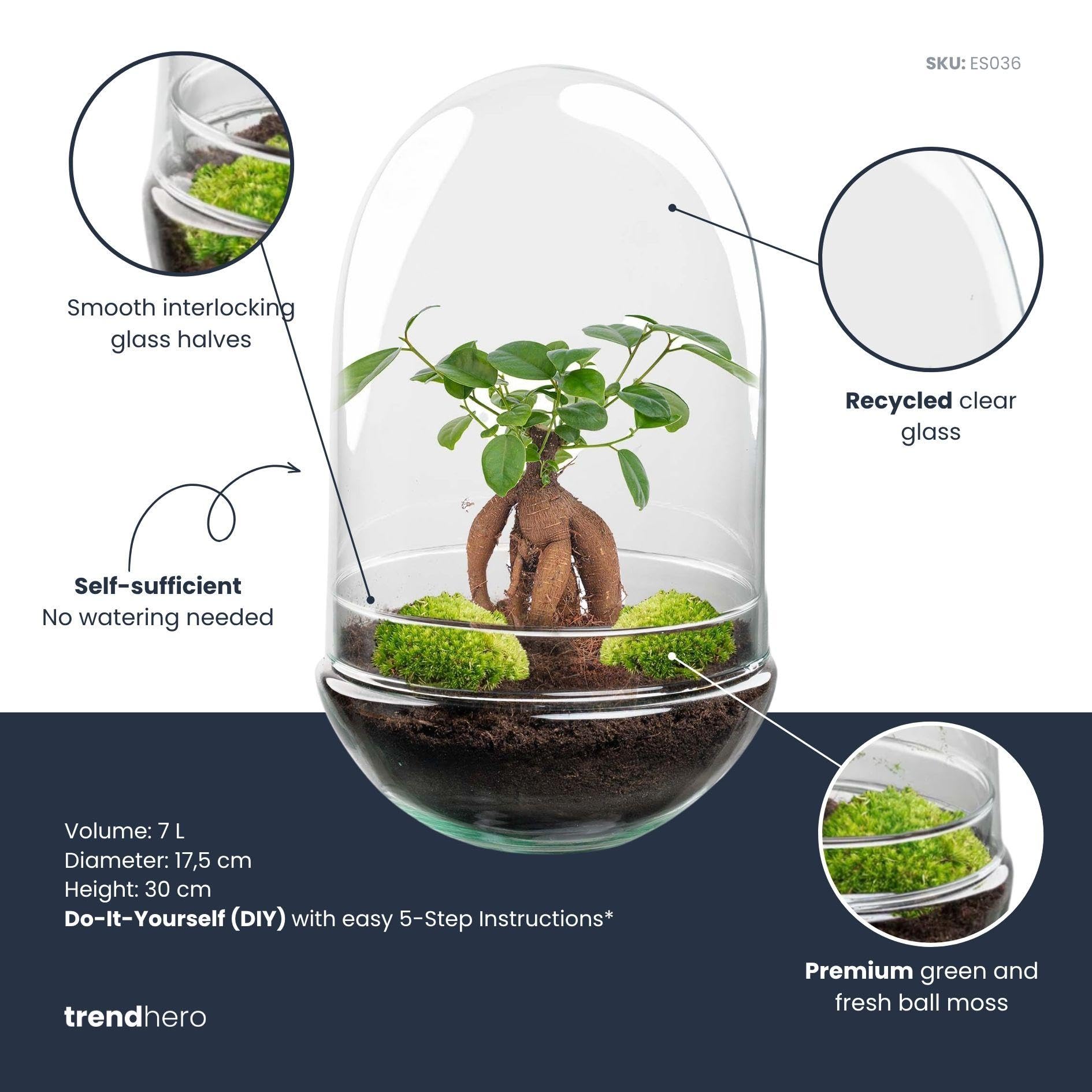 Terrario DIY de Cristal, Transparente, Ficus Bonsai, Ø 17.5x30 cm