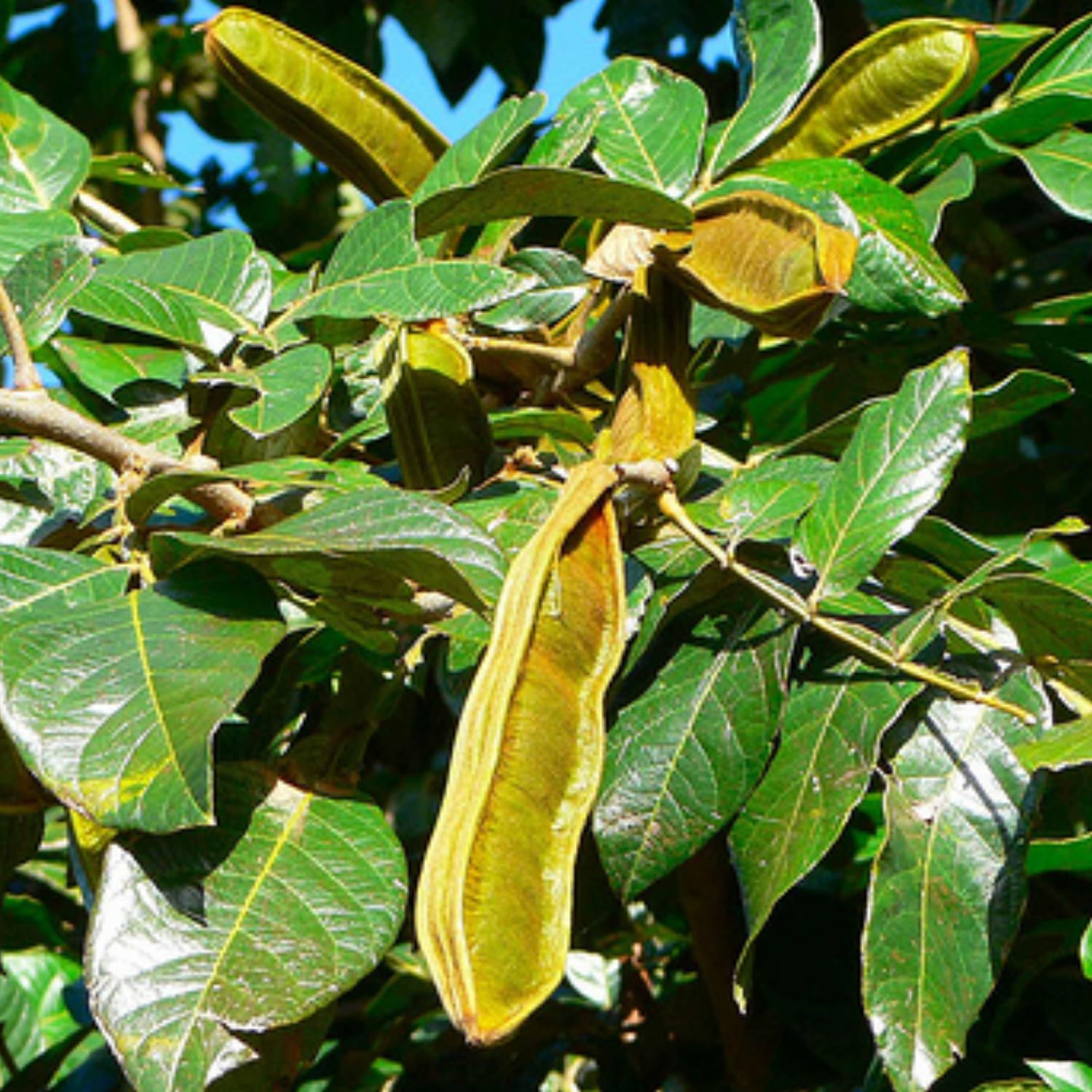 See full amazon price history chart for Hug A Plant | Ice Cream Beans/Monkey Tamarind (Inga edulis) Fruit Live Plant (Home & Garden) Hug A Plant | Ice Cream Beans/Monkey Tamarind (Inga edulis) Fruit Live Plant (Home & Garden) (B0CBBVK9VK) Amazon Price History, Amazon Price Tracker