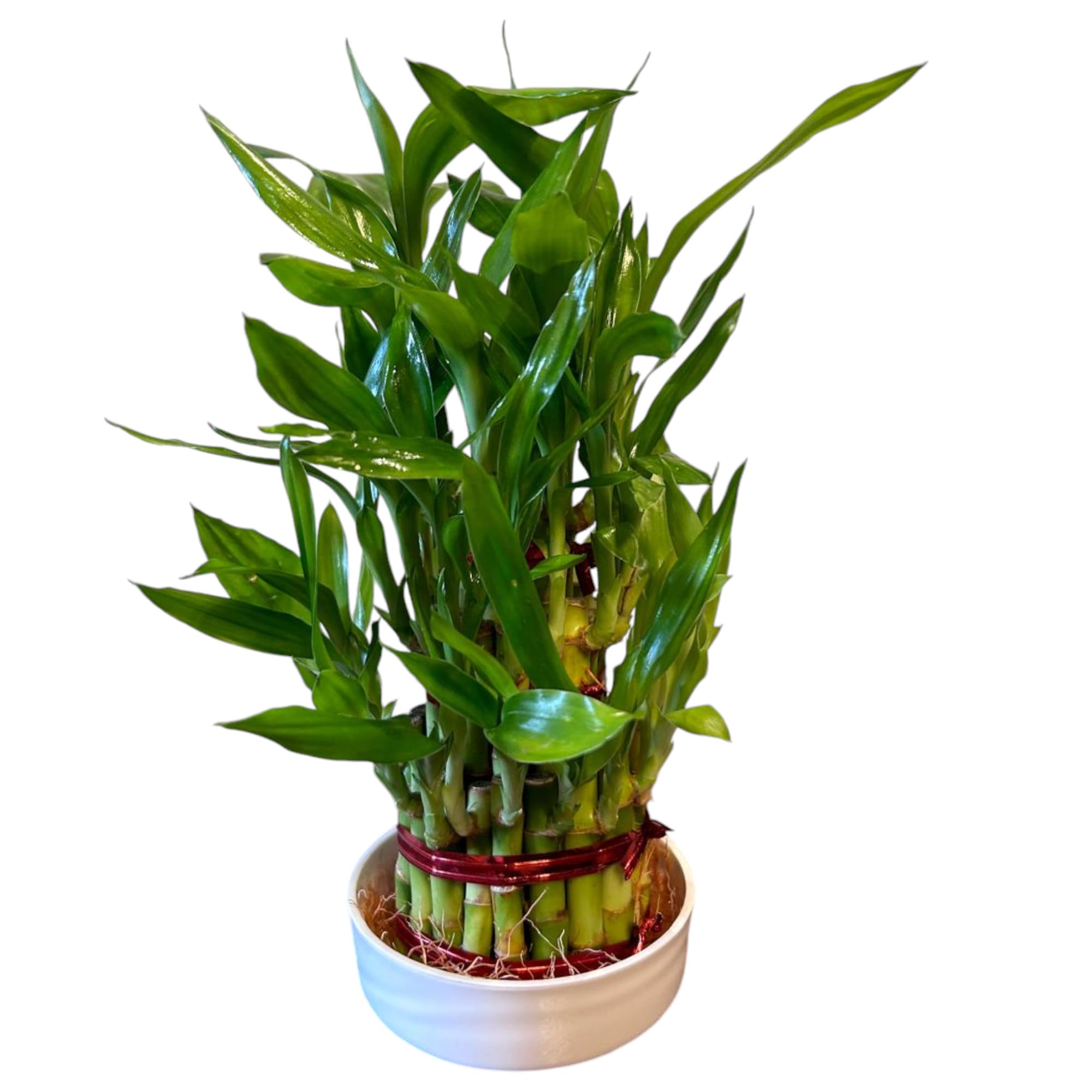 Garden Art Lucky Bamboo Live Plant | Good Luck Plant | Indoor Feng Shui Plant For Home Decor (3 Layer With Tray) (B0DGQNDNLH) Amazon Price History, Amazon Price Tracker