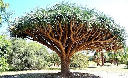 Árbol Semillas 10 piezas Canarias Dragón Árbol Sangre Dracaena Draco ShowyExoticFIVML3