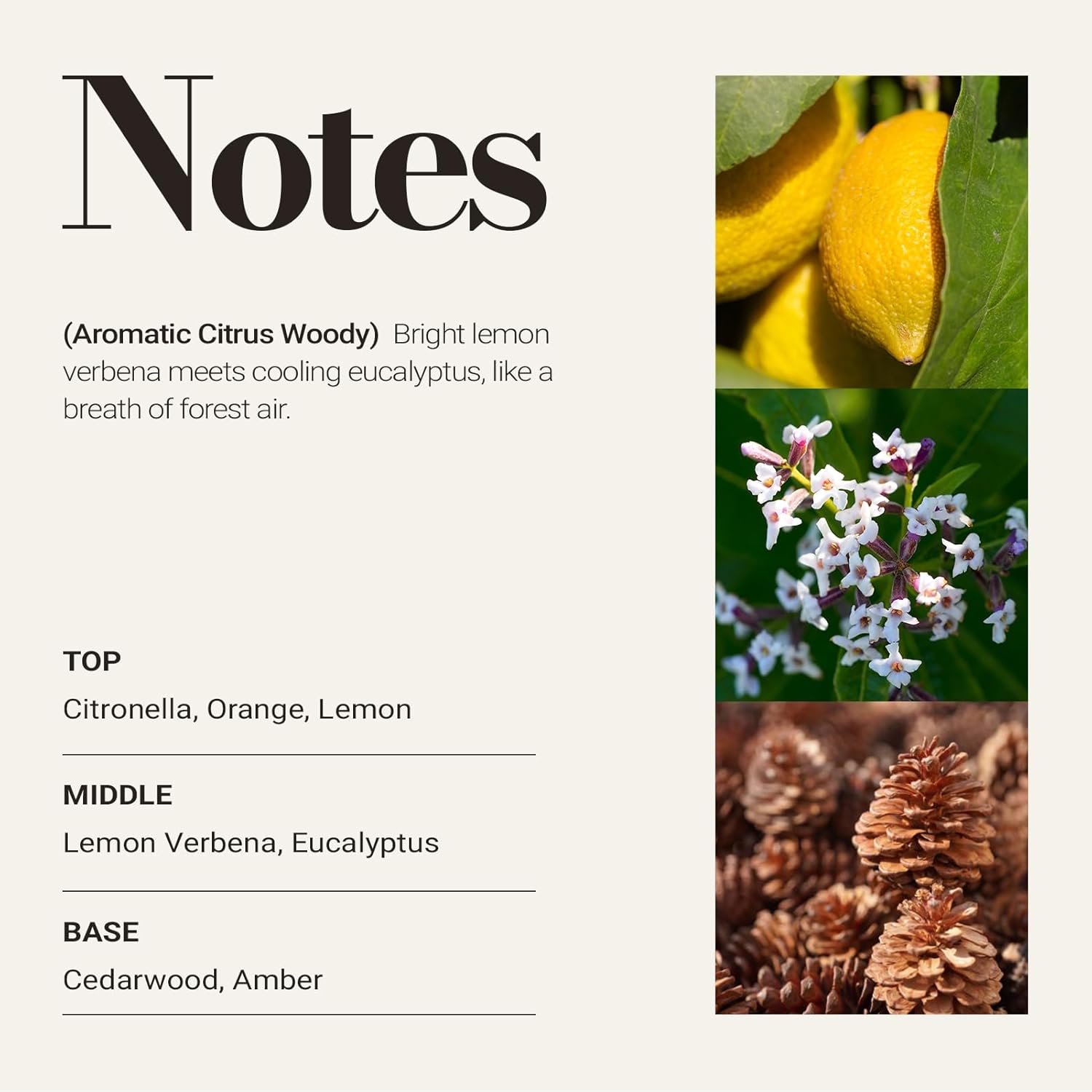 JCLOUD Pine Eucalyptus Hotel Diffuser Oil – Lemon, Eucalyptus & Cedar - Hotel Essential Oil Luxury Long Lasting Aromatherapy Fragrance in Glass Bottle, 100mL