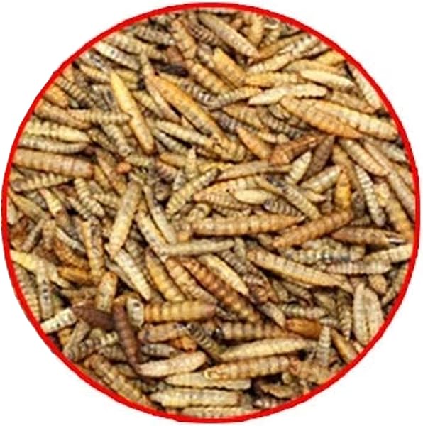 Ambiopet Soldatenfliegenlarven (Hermetia) getrocknet 5kg Packung, Black Soldier Fly, Protein- und fettreiches Wildvogelfutter, reich an Calcium und Laurinsäure - 4