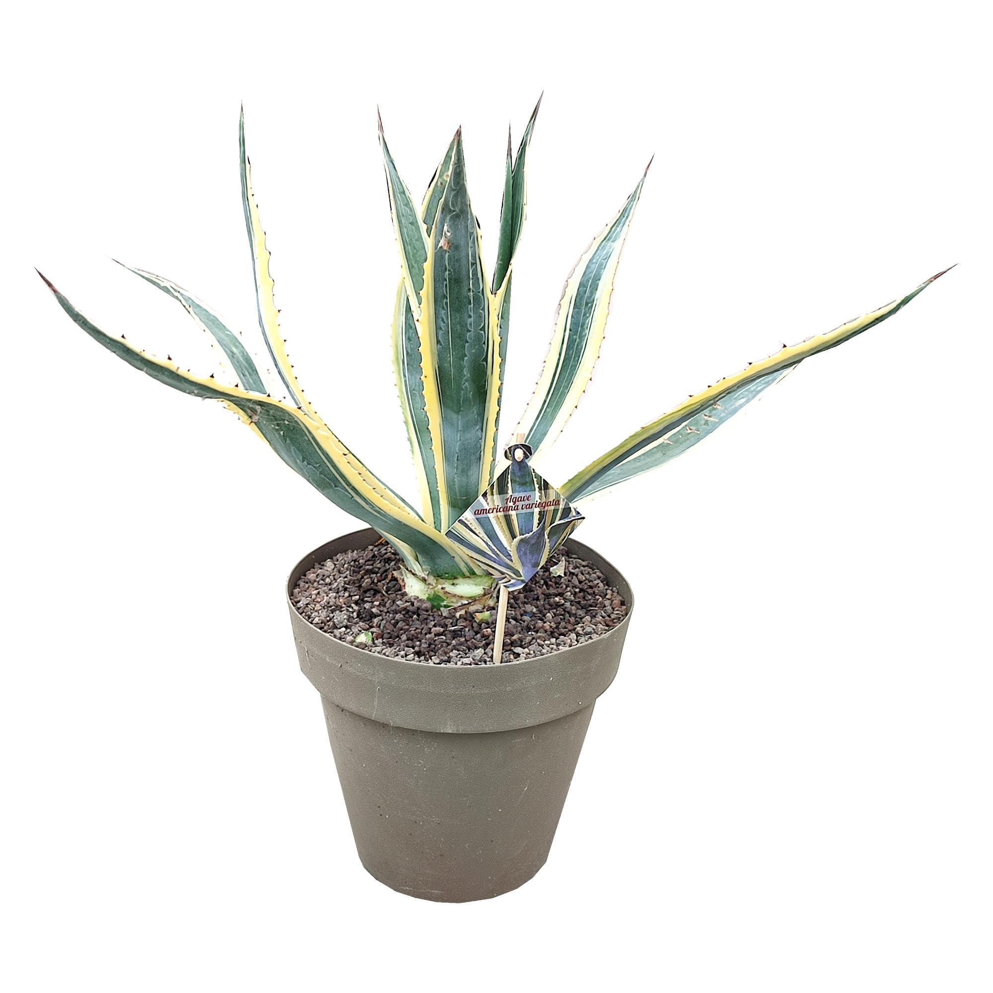 brockmans gin agave Brockmans Agave Cut crafted with Brockmans Gin, premium Mexican Agave – Top  Dad main image 0