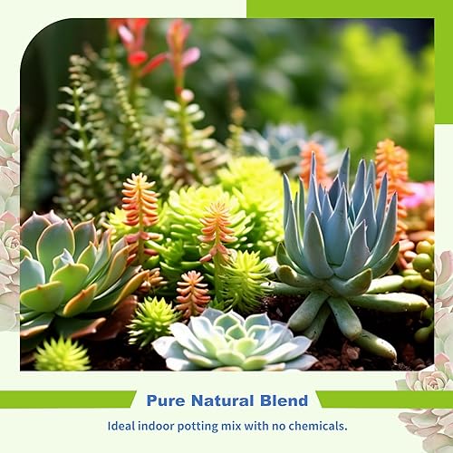 Miniatura 6 de Omitgter - Mezcla de tierra para suculentas y cactus, 10 cuartos de galón de alta calidad, transpirable y de drenaje rápido para plantas saludables